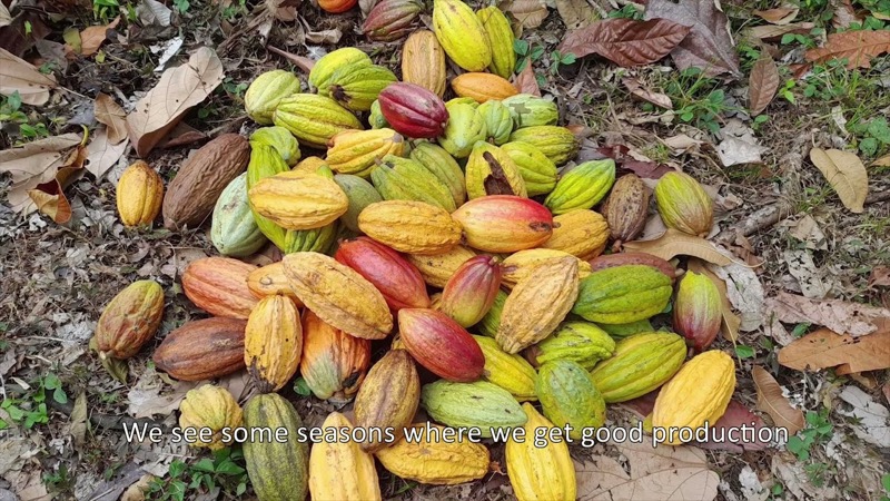 Cacao Farming: More than Just Chocolate